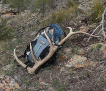 Collecting shed antlers is prohibited within the Refuge. 