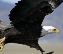 Bald eagle