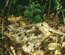 An American woodcock in leaf litter