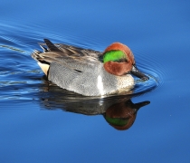 duck with a red head and green streak on its face swimming in water