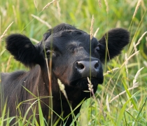 A young cow grazing in tall grass