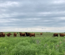 Cattle on a grazing unit at Rainwater Basin WMD