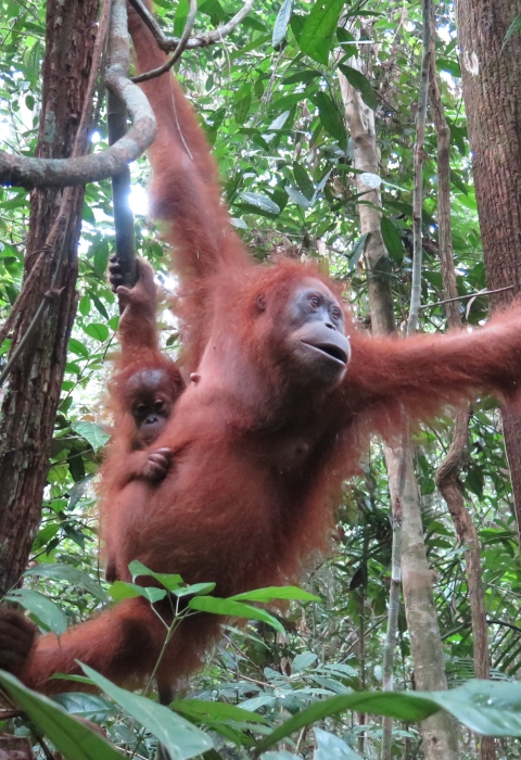 An orangish red monkey swinging between branches with a baby holding on at the waist