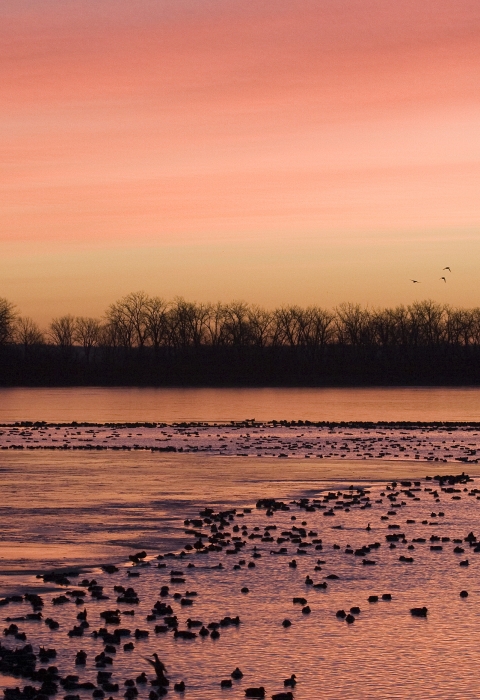 Vibrant red/orange sunset over partially frozen lake with waterfowl floating in open water