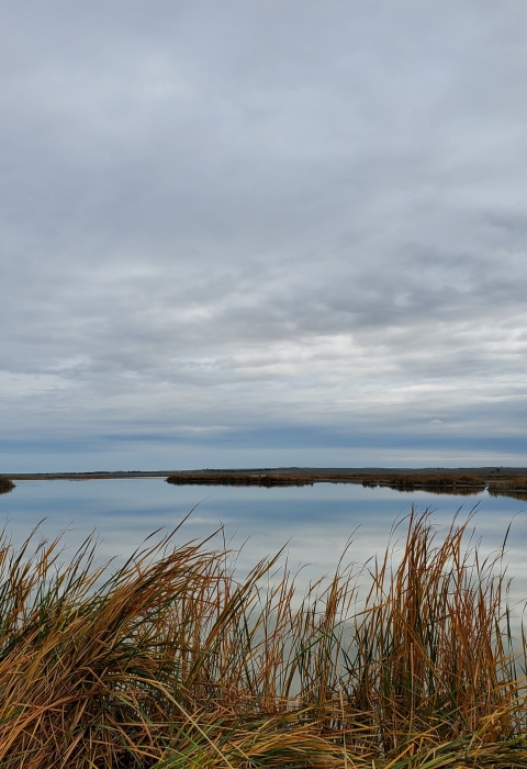Unit 2 Marsh on Long Lake