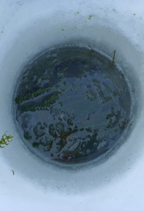 Elodea infestation visible through ice auger hole.