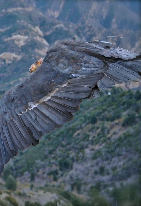 A California condor flies from right to left, taking up almost the entire half of the screen, with grassy, chaparral, and stratified canyons in the background