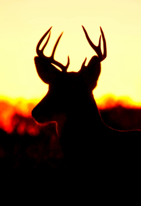 White Tailed Deer at Sunrise Lacreek NWR