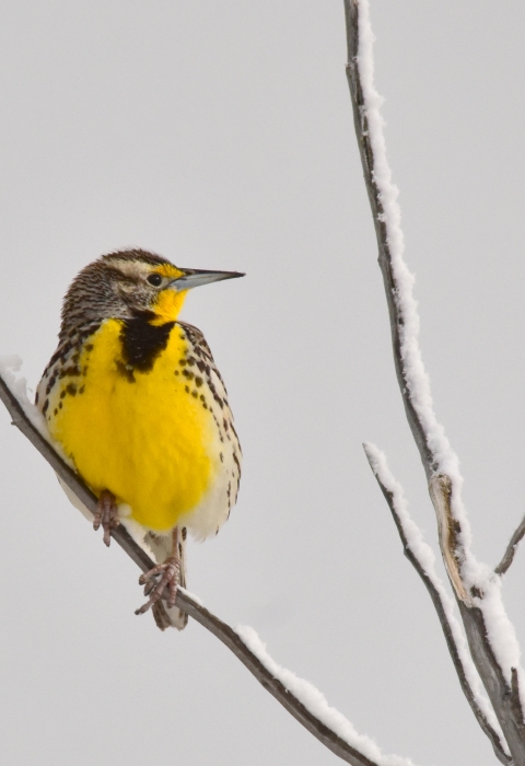 Western meadowlark at Seedskadee National Wildlife Refuge