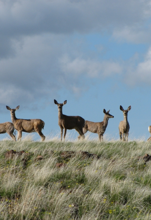 six mule deer on a grassy knoll with blue sky and clouds above