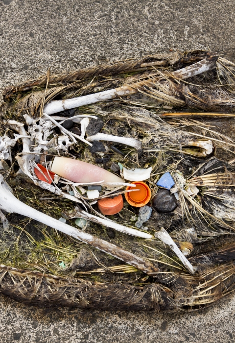 A Laysan albatross lies dead on the sand, its stomach filled with plastic debris that it swallowed.