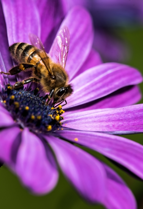 Mason bee on purple coneflower