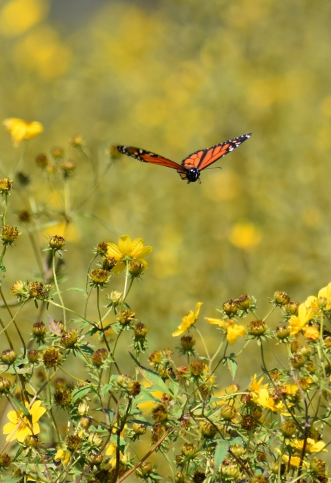 Monarch butterfly flying above native wildflowers