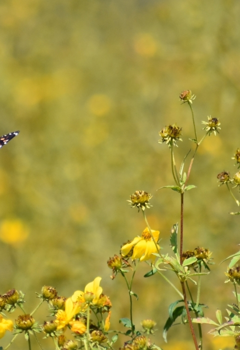 Monarch butterfly in flight at Clarence Cannon National Wildlife Refuge