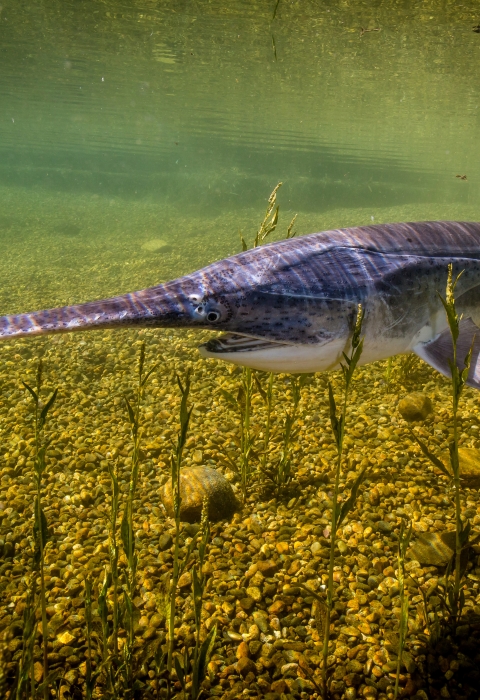 American paddlefish swimming