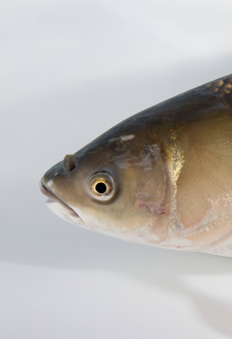 An adult grass carp in a holding tank