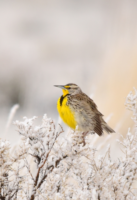 A western meadowlark perched on a snowy shrub