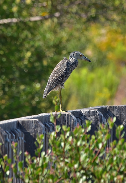 Brown bird with long yellow legs stands on wooden fence