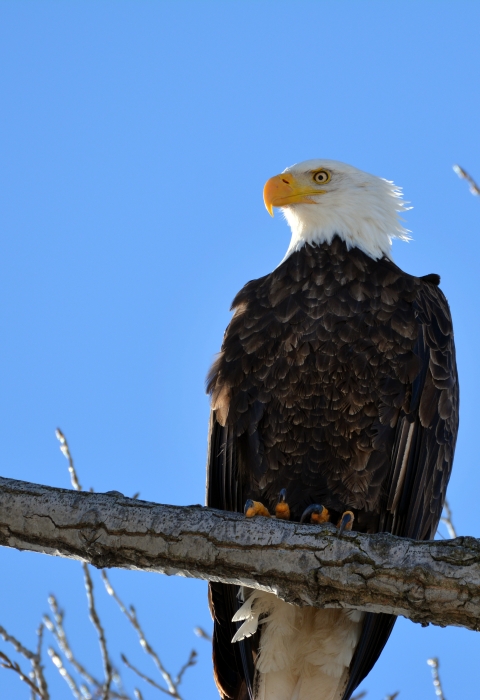 Bald eagles perched in a tree