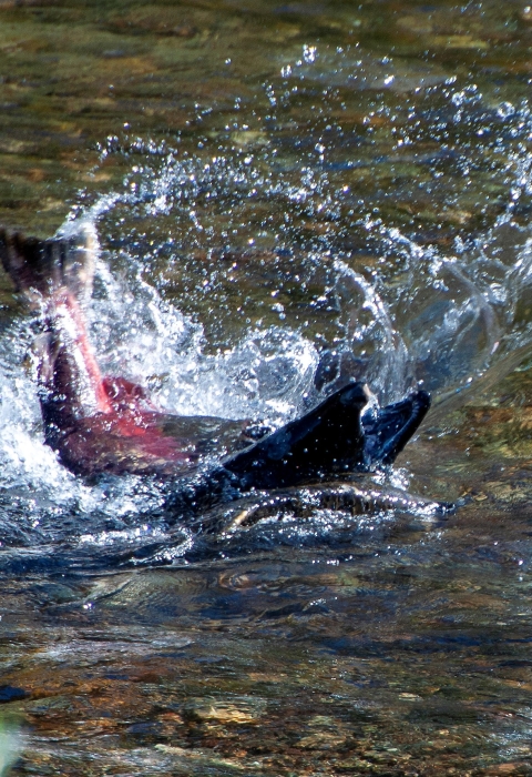 A salmon strikes another salmon in shallow water, causing the struck salmon's head to emerge from the water