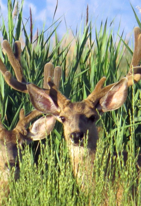 Two deer with antlers in velvet