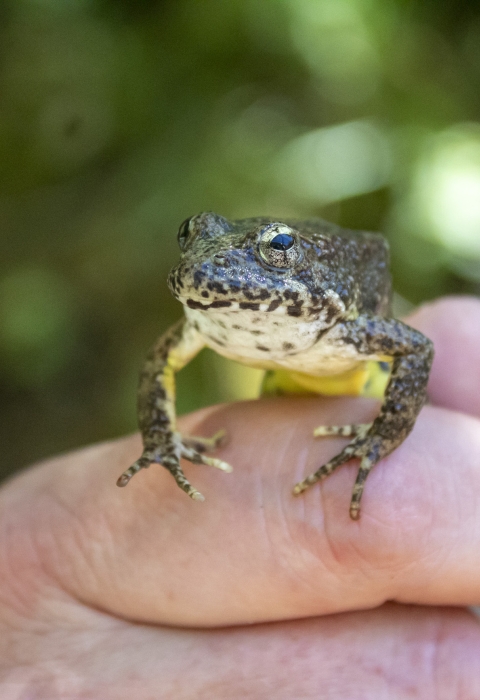 a hand holding a frog