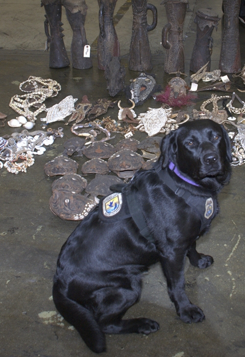 a black dog sitting in front of artifacts from Papua New Guinea including swords and shields made from animal parts and reptile products discovered in a warehouse.