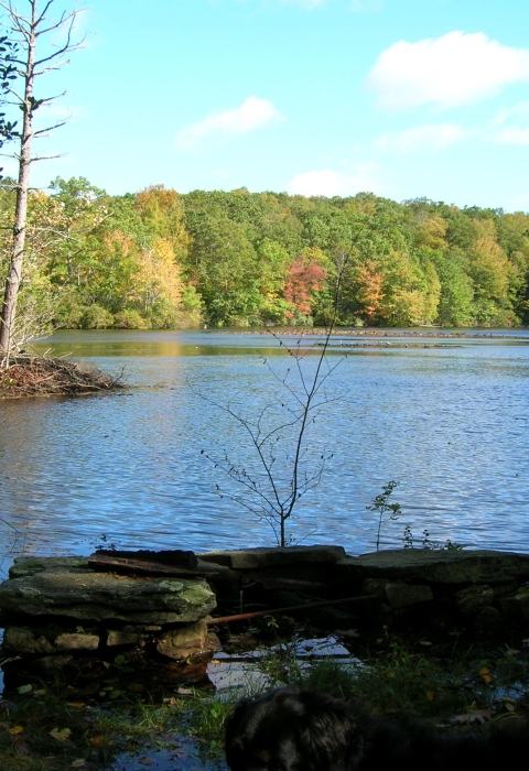 View of a pond in the forest