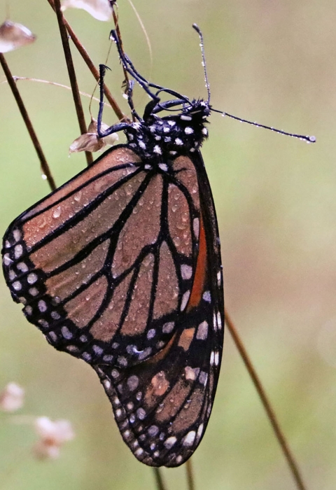 black, orange and white butterfly with raindrops on wings sits on branch
