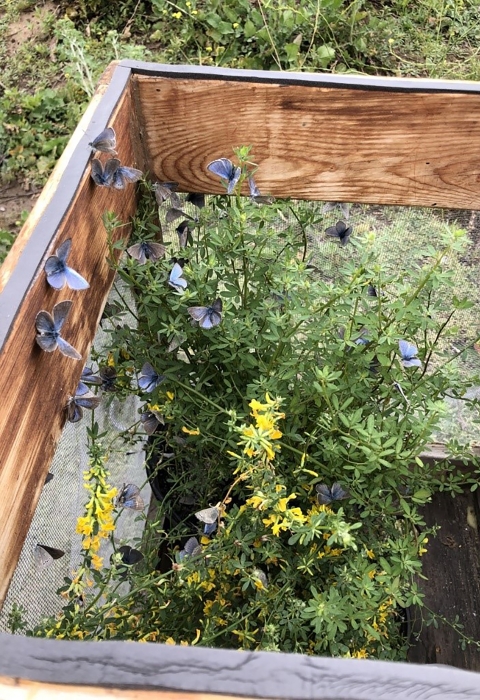 several blue butterflies sitting on a green bush inside a wooden box
