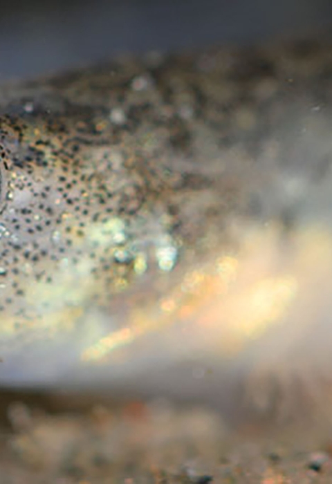 Underwater closeup of a gold and white fish swimming