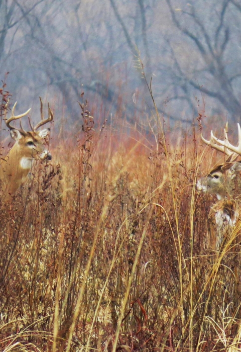 Two white-tailed deer bucks in tall grass
