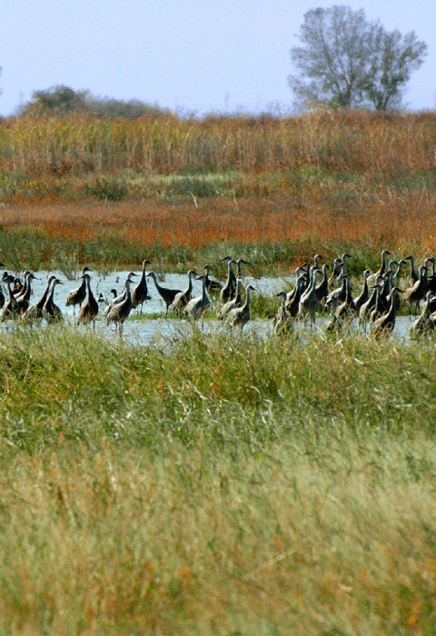 A group of long-necked, long-legged birds stand in the water surrounded by marsh vegetation. 