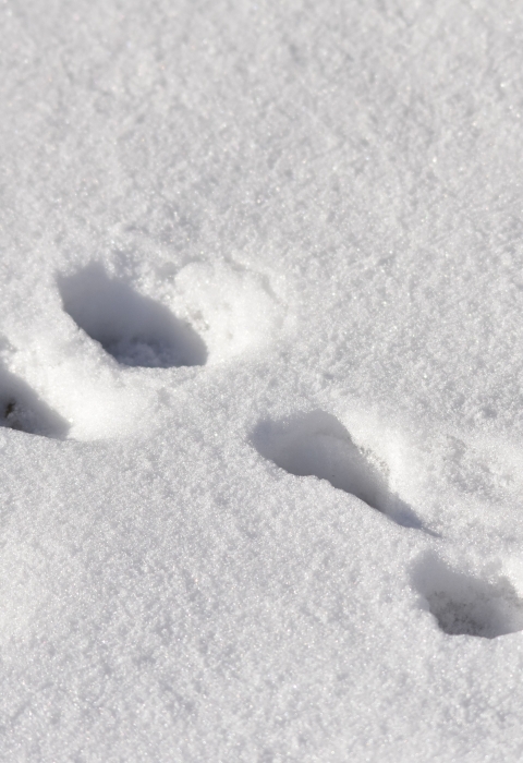 Paw prints in the snow -- with two two pads side by side followed by an exclamation point -- are those of a pygmy rabbit.