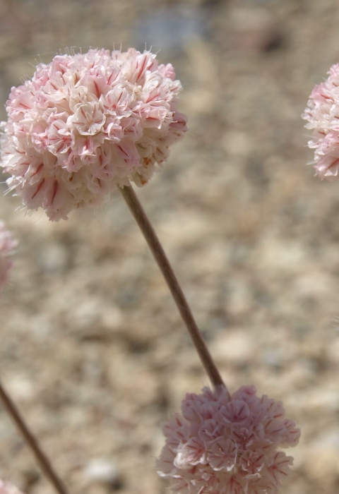 steamboat buckwheat flowers look like light pink pompoms on leafless stems