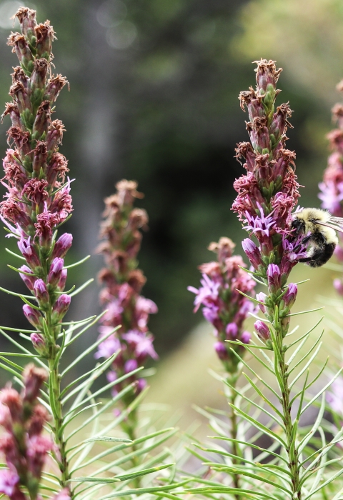 Bee on the purple flower of a Heller's blazing star plant, surrounded by similar plants