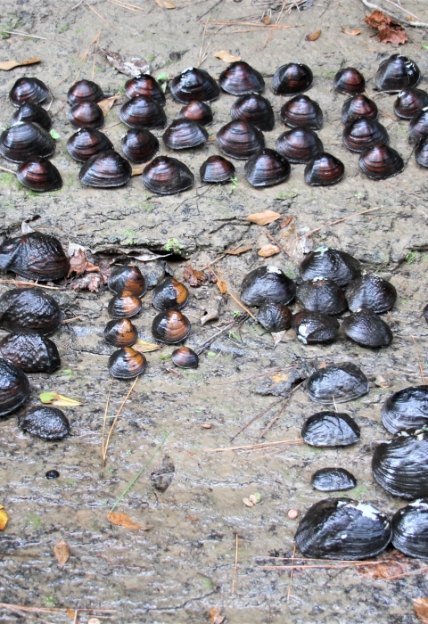Image of a freshwater mussel assortment collected from Lake Fork Creek