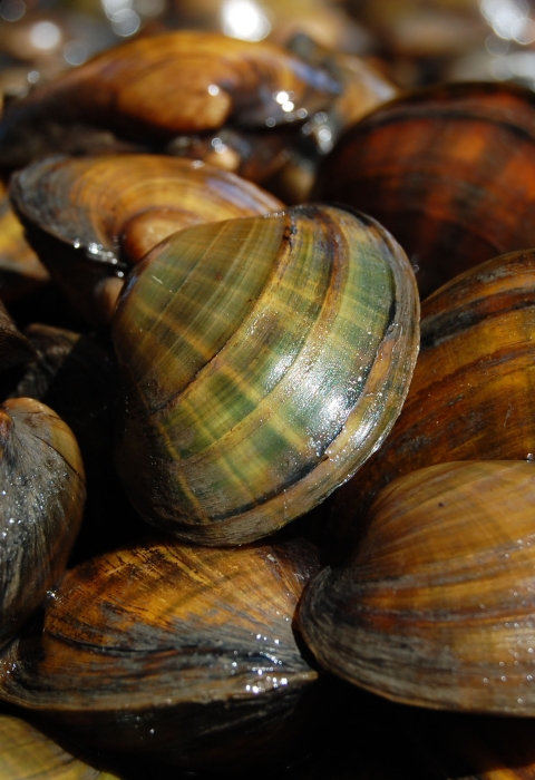 A pile of mussels. 