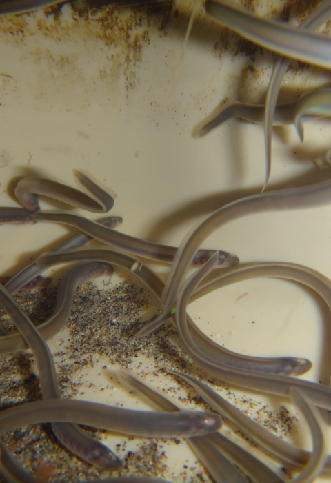 Juvenile lamprey