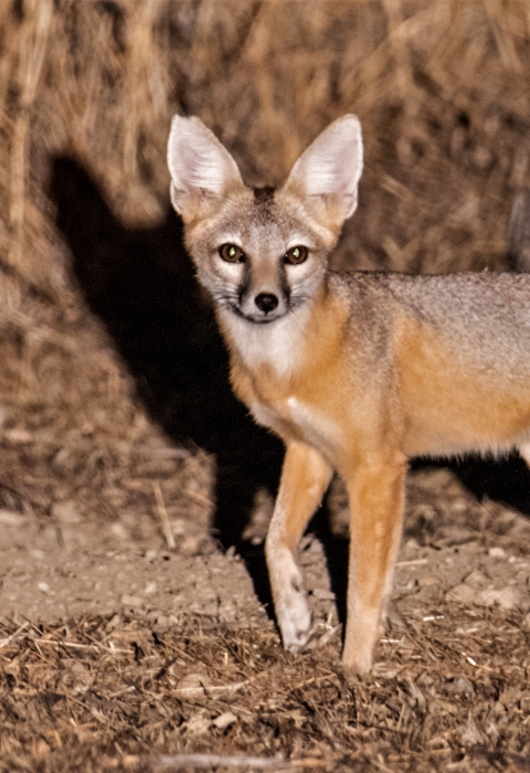 A small kit fox lit by a spotlight. It's large ears alertly point straight up.