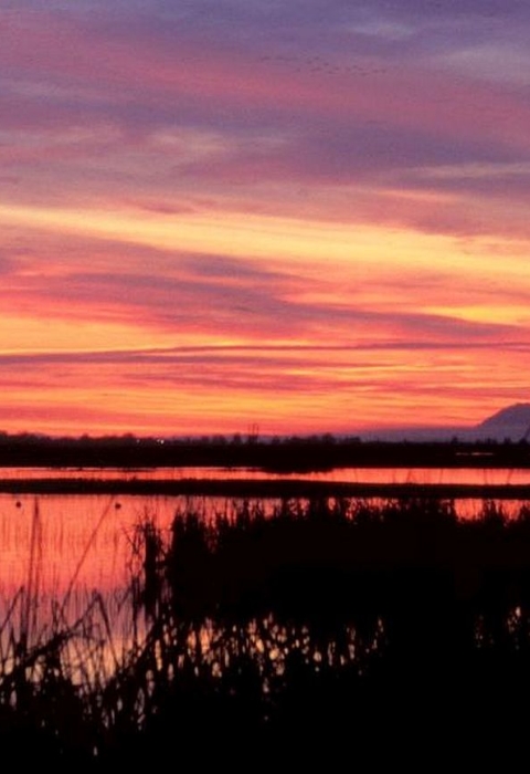 A cloudy, orange sky at dawn over a marsh, with mountains barely visible on the distant horizon