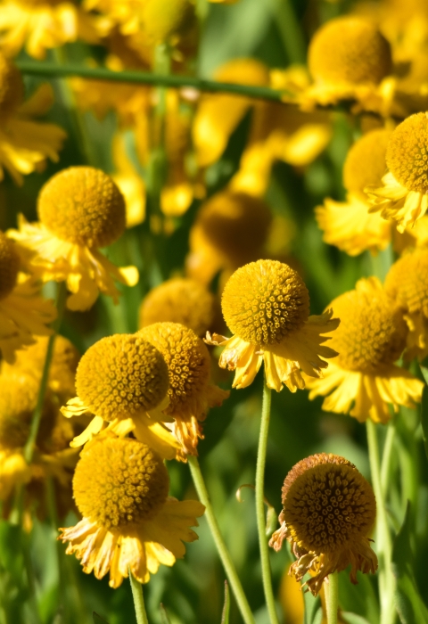 A cluster of bright yellow flowers called sneezeweed grows at Seedskadee National Wildlife Refuge in Wyoming.