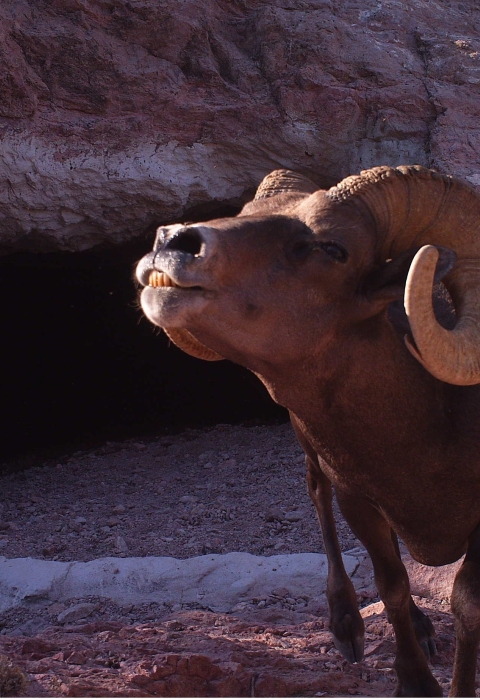 A brown sheep with big curled horns gets its photo snapped by a trail camera at Kofa National Wildlife Refuge in Arizona.