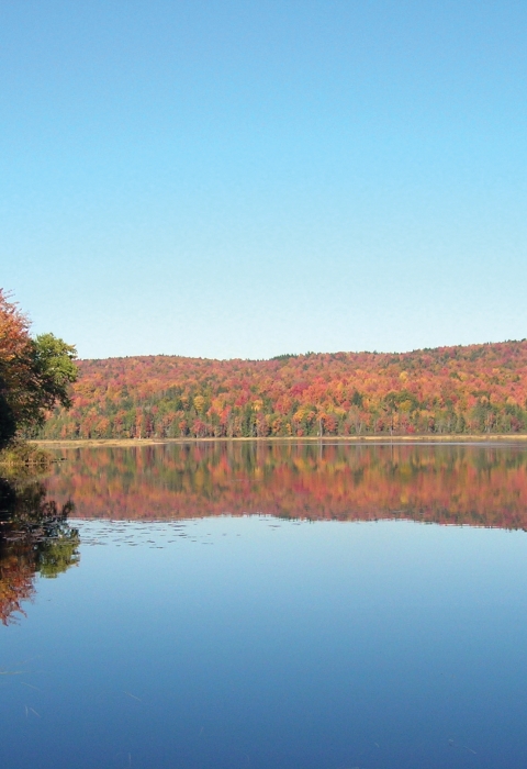 a reflective view of the lake with trees in fall foliage