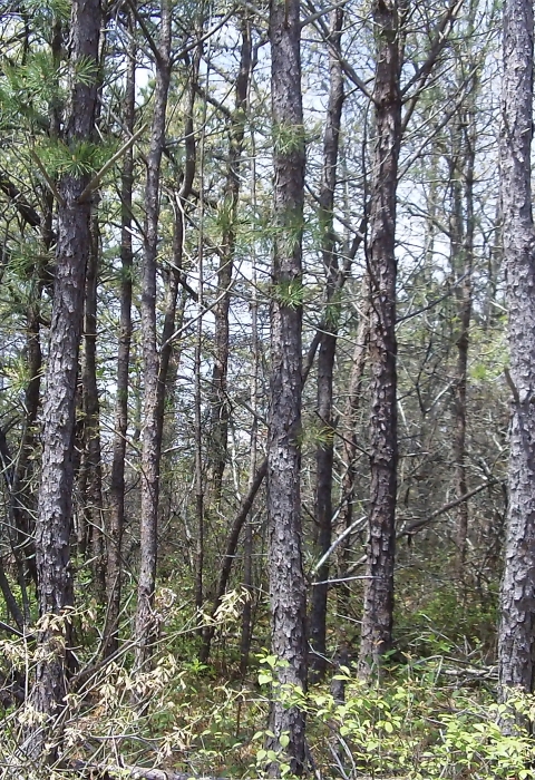 A forested area
