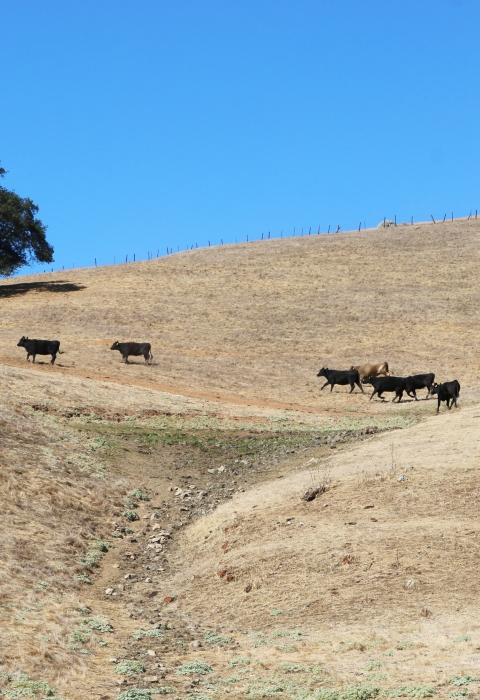 Cattle grazing in a large field