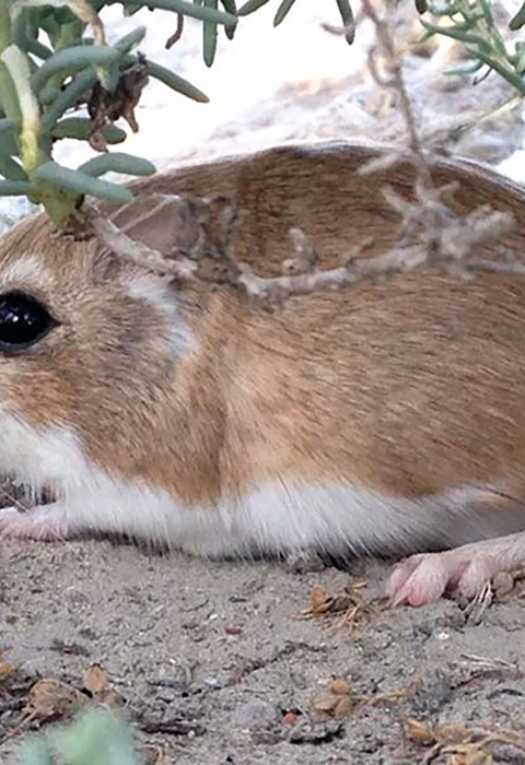 A small rodent with brown fur and a large, dark eye rests on all fours beneath a small bush on sandy soil. 