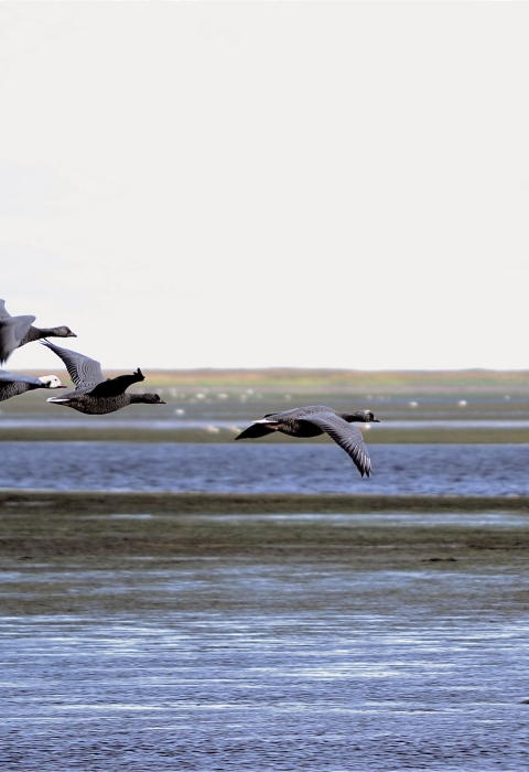 7 grey birds fly over a wetland