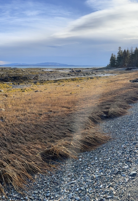 coastal landscape at low tide with exposed aquatic vegetation and rocky shore