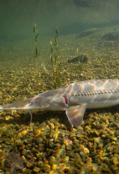 A pallid sturgeon swims along a rocky stream bed. The fish is long and slender, with whiskers and small ridges along its back and sides.